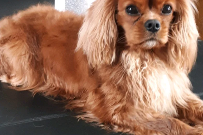 Cavalier King Charles Spaniel