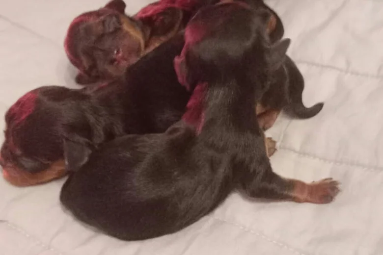 Cavalier King Charles Spaniel
