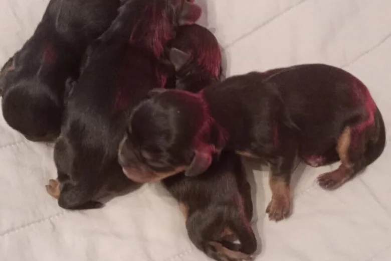 Cavalier King Charles Spaniel
