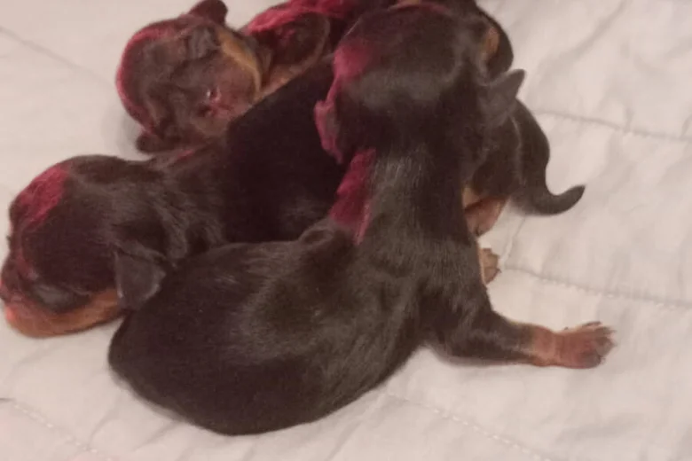 Cavalier King Charles Spaniel