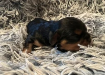 Puppy 1