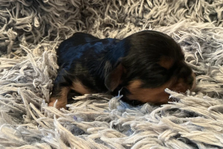 Cavalier King Charles Spaniel