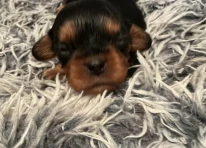 Puppy 2