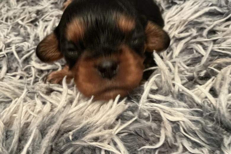 Cavalier King Charles Spaniel