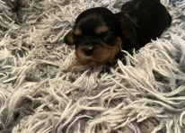 Puppy 3