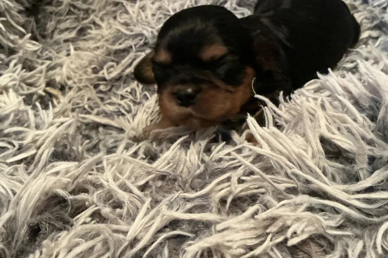 Cavalier King Charles Spaniel