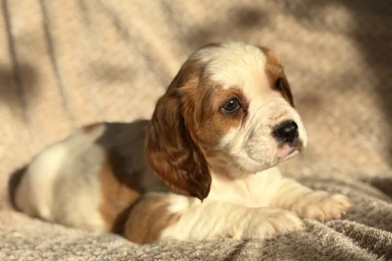 Cavalier King Charles Spaniel