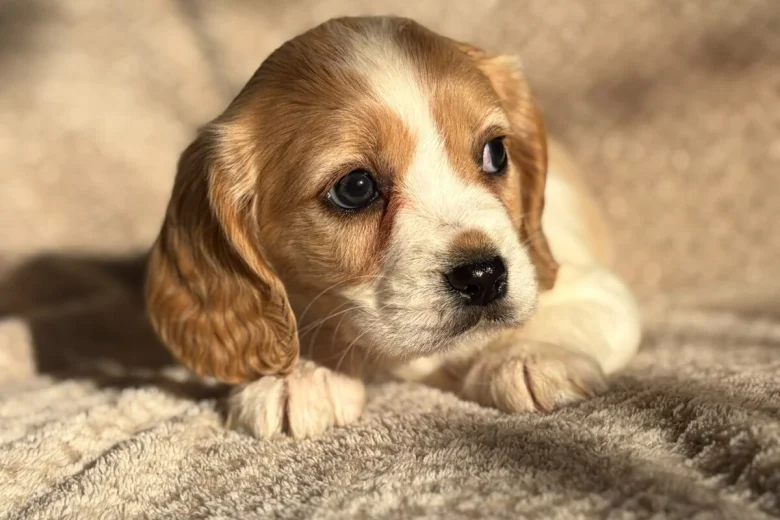 Cavalier King Charles Spaniel
