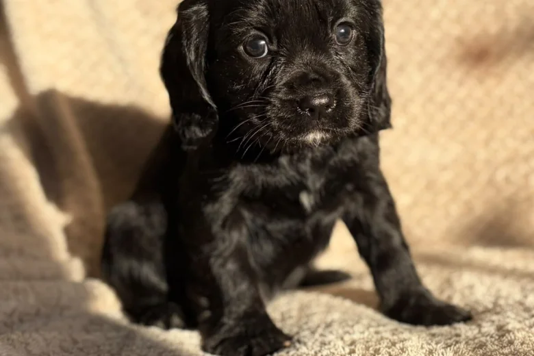 Cavalier King Charles Spaniel