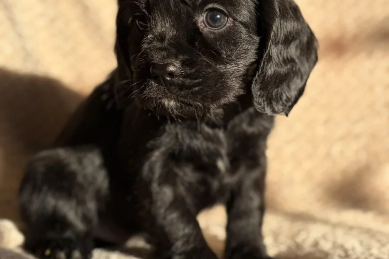 Cavalier King Charles Spaniel