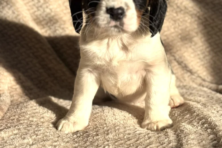 Cavalier King Charles Spaniel