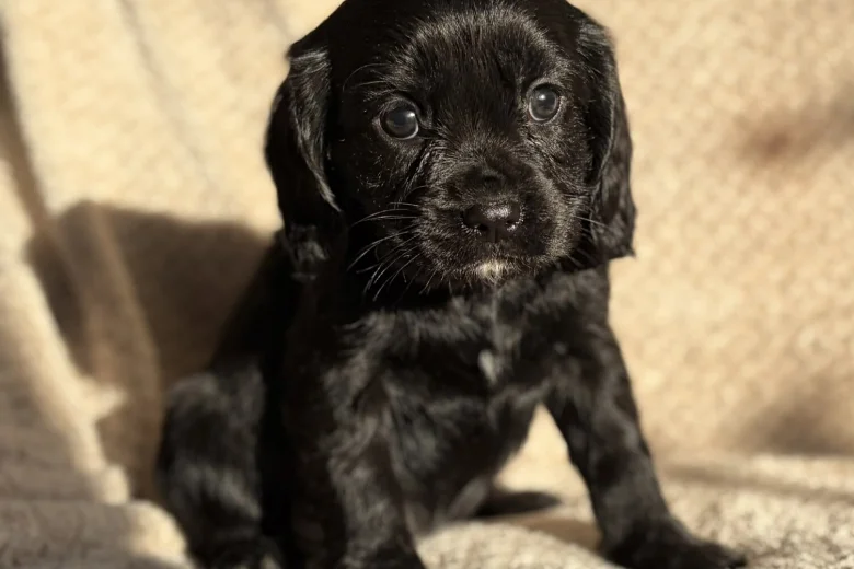 Cavalier King Charles Spaniel