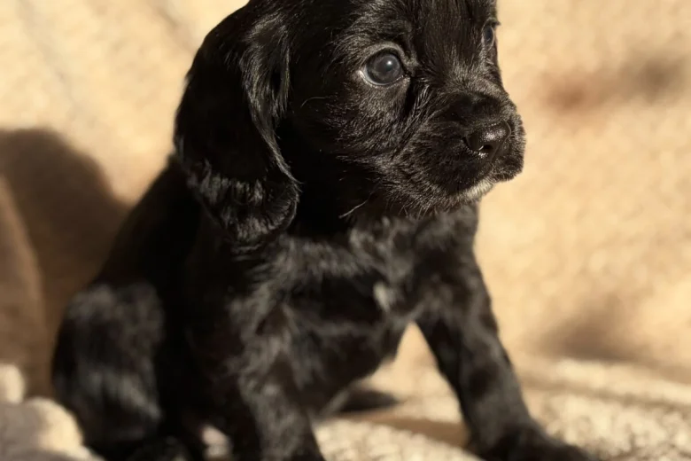 Cavalier King Charles Spaniel