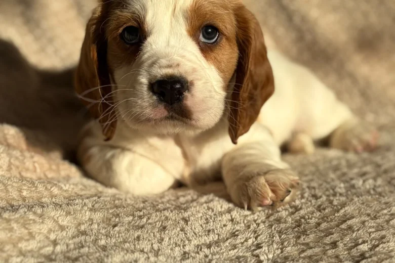 Cavalier King Charles Spaniel