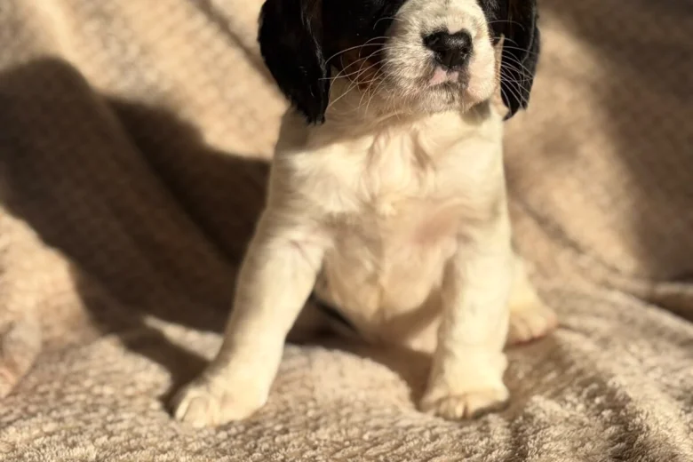 Cavalier King Charles Spaniel