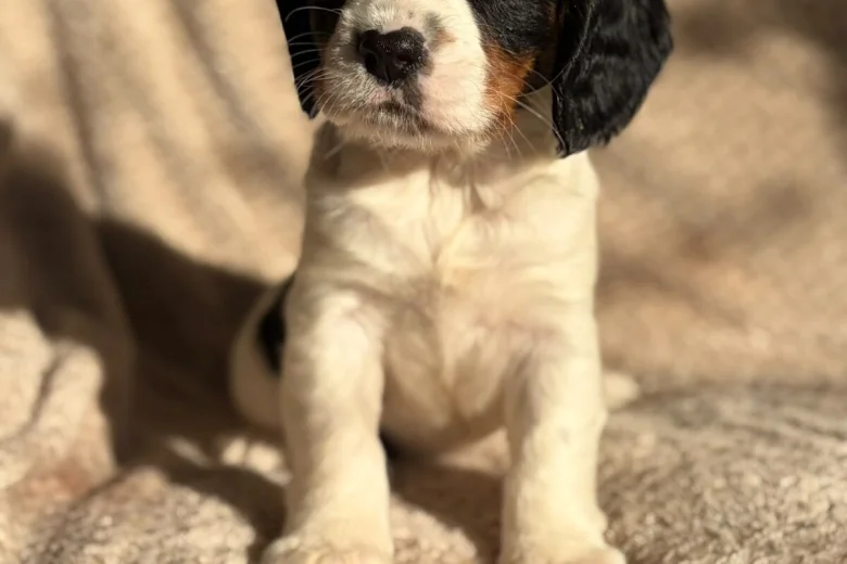 Cavalier King Charles Spaniel
