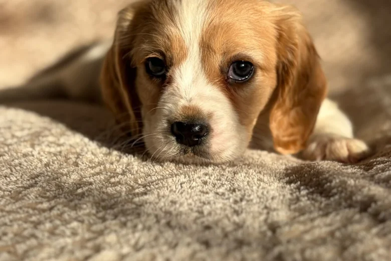 Cavalier King Charles Spaniel