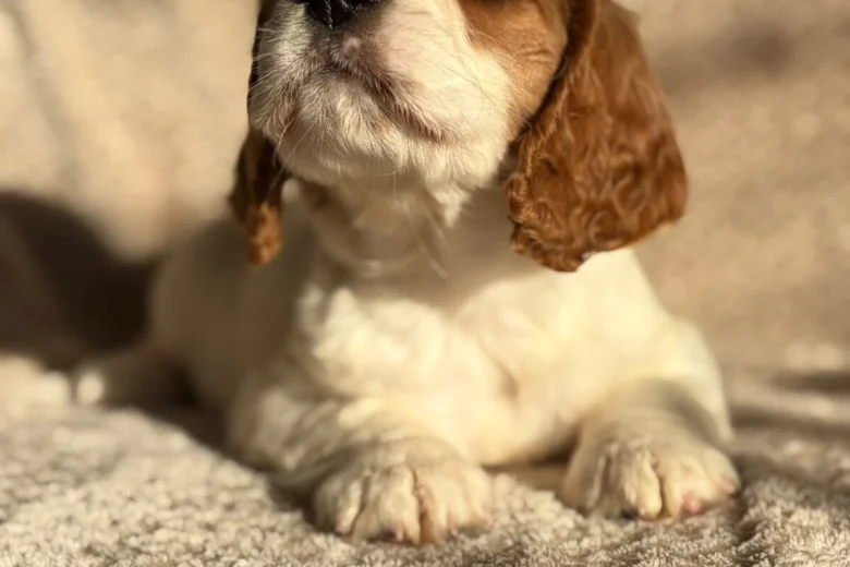 Cavalier King Charles Spaniel