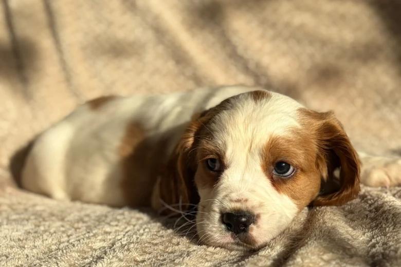 Cavalier King Charles Spaniel