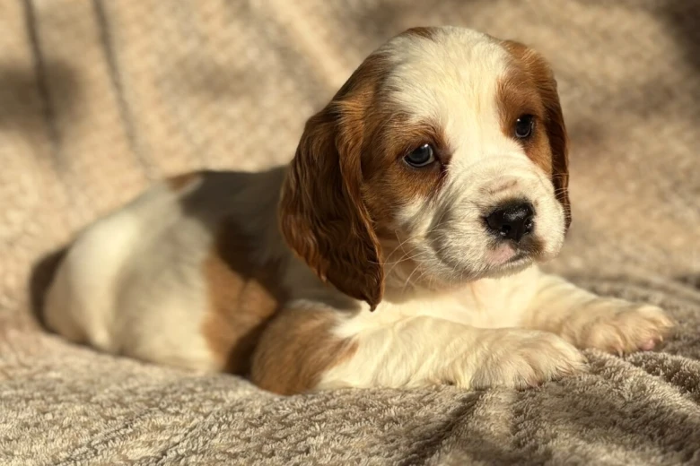 Cavalier King Charles Spaniel