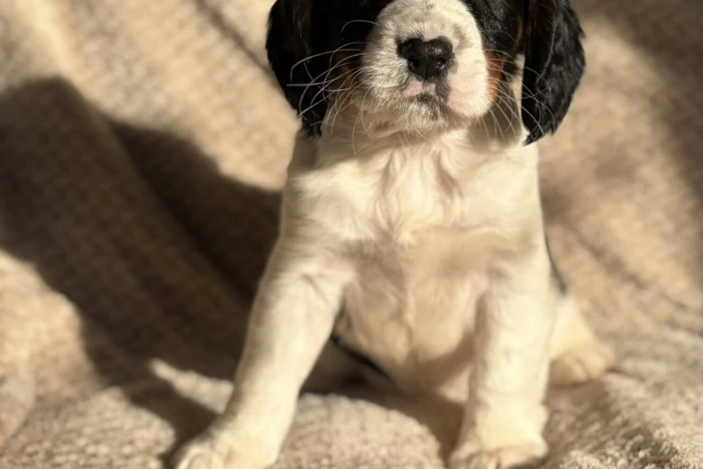 Cavalier King Charles Spaniel