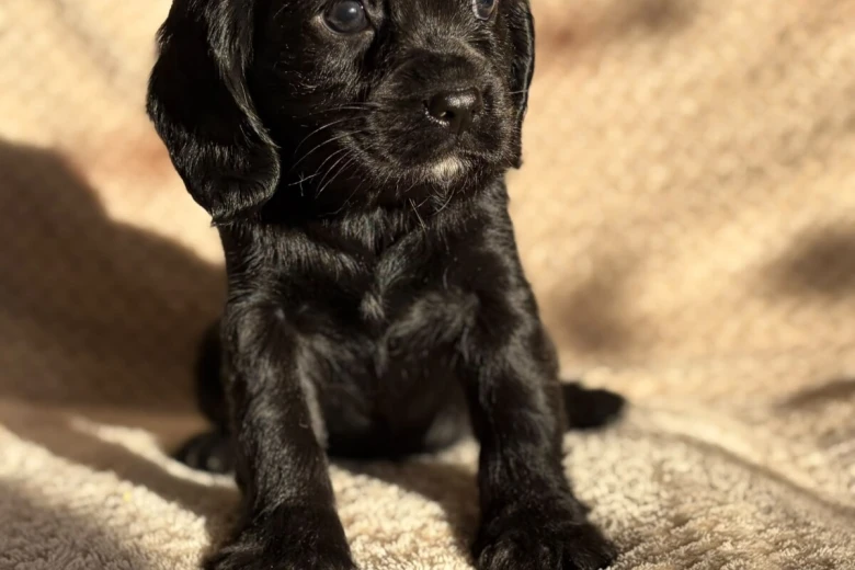 Cavalier King Charles Spaniel