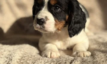 Cavalier King Charles Spaniel