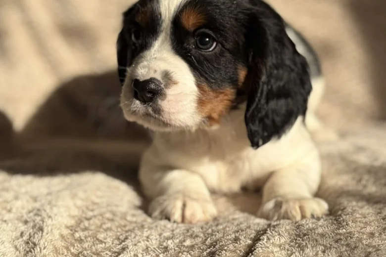 Cavalier King Charles Spaniel