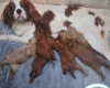 Cavapoo