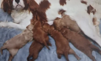 Cavapoo