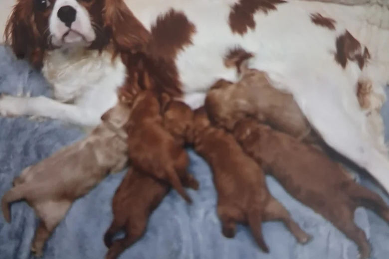 Cavapoo