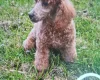 Cavapoo