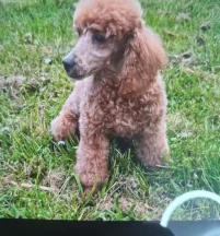 Biscuit.