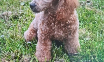 Cavapoo