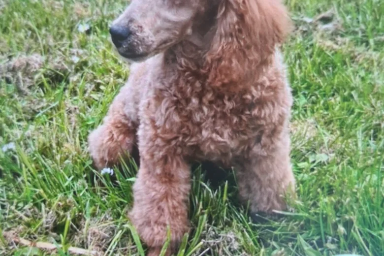 Cavapoo