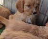 Cavapoo