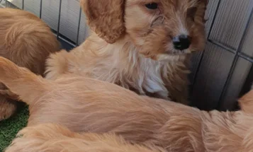 Cavapoo