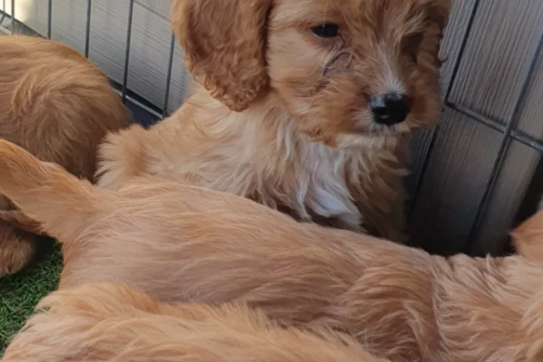 Cavapoo
