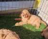 Cavapoo