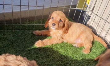 Cavapoo