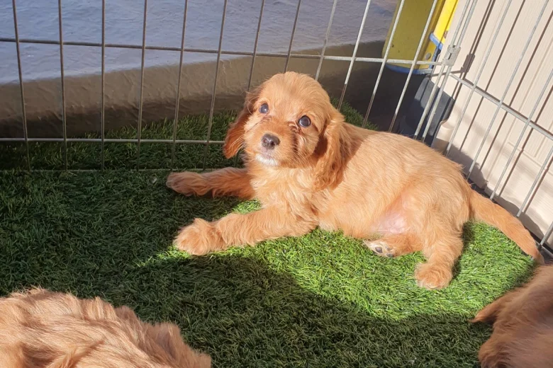 Cavapoo