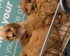 Cavapoo
