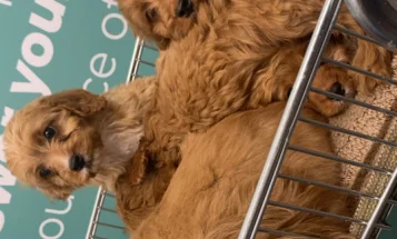 Cavapoo
