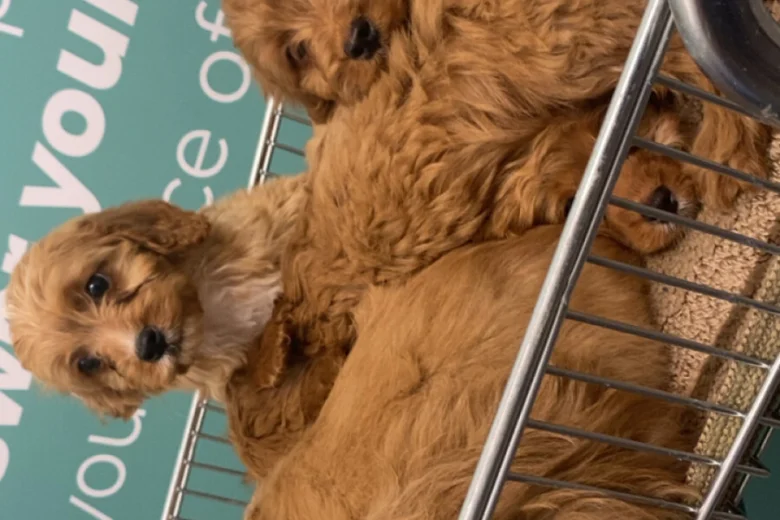 Cavapoo