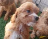 Cavapoo