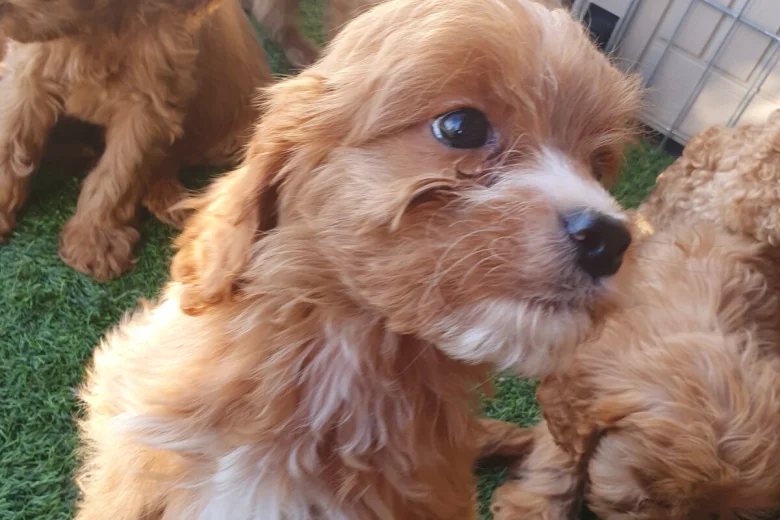 Cavapoo