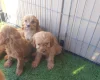 Cavapoo