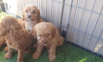 Cavapoo
