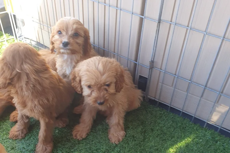 Cavapoo