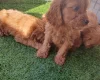 Cavapoo